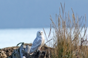 Snowy Owl